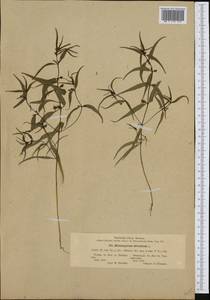 Melampyrum sylvaticum L., Western Europe (EUR) (Finland)