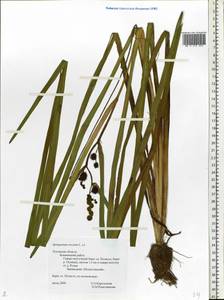 Sparganium erectum L., Eastern Europe, North-Western region (E2) (Russia)