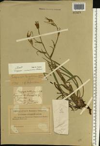 Tragopogon tanaiticus Artemczuk, Eastern Europe, Middle Volga region (E8) (Russia)