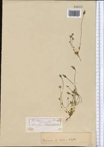 Lomatogonium carinthiacum (Wulfen) Reichenb., Middle Asia, Pamir & Pamiro-Alai (M2)