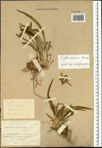 Iris glaucescens Bunge, Siberia, Altai & Sayany Mountains (S2) (Russia)