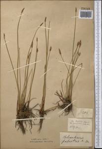 Eleocharis oxylepis (Meinsh.) B.Fedtsch., Middle Asia, Northern & Central Kazakhstan (M10) (Kazakhstan)