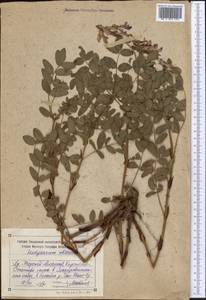 Hedysarum neglectum Ledeb., Middle Asia, Northern & Central Tian Shan (M4) (Kyrgyzstan)