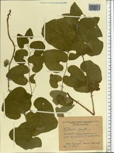 Aristolochia clematitis L., Eastern Europe, Moldova (E13a) (Moldova)