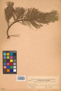 Pinus pumila (Parl.) Regel, Siberia, Russian Far East (S6) (Russia)