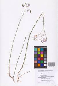 Linum perenne L., Eastern Europe, Central forest-and-steppe region (E6) (Russia)