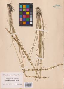 Triglochin maritima L., Eastern Europe, Lower Volga region (E9) (Russia)