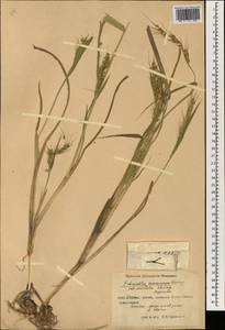 Echinochloa oryzoides (Ard.) Fritsch, South Asia, South Asia (Asia outside ex-Soviet states and Mongolia) (ASIA) (China)