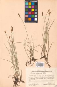 Carex praecox Schreb., Eastern Europe, Moscow region (E4a) (Russia)