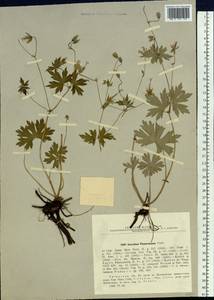 Geranium wlassovianum Fisch. ex Link, Siberia, Baikal & Transbaikal region (S4) (Russia)