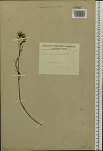 Crepidiastrum tenuifolium (Willd.) Sennikov, Siberia, Baikal & Transbaikal region (S4) (Russia)