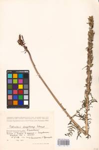 MHA 0 162 152, Pedicularis dasystachys Schrenk, Eastern Europe, Lower Volga region (E9) (Russia)