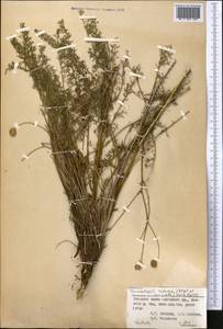 Tanacetopsis setacea (Regel & Schmalh.) S. Kovalevsk., Middle Asia, Pamir & Pamiro-Alai (M2) (Kyrgyzstan)