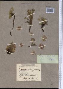 Dracocephalum origanoides Steph. ex Willd., Middle Asia, Dzungarian Alatau & Tarbagatai (M5) (Kazakhstan)