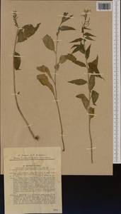 Hesperis matronalis subsp. nivea (Baumg.) Kulcz., Western Europe (EUR) (Slovakia)
