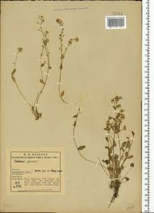 Cochlearia officinalis L., Eastern Europe, Northern region (E1) (Russia)
