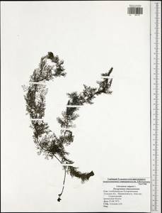 Utricularia vulgaris L., Eastern Europe, Central region (E4) (Russia)