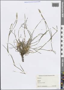 Dianthus, Caucasus, Krasnodar Krai & Adygea (K1a) (Russia)