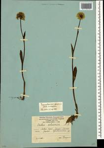 Traunsteinera sphaerica (M.Bieb.) Schltr., Caucasus, South Ossetia (K4b) (South Ossetia)