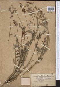 Hedysarum taschkendicum Popov, Middle Asia, Western Tian Shan & Karatau (M3) (Kazakhstan)