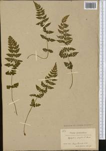Cystopteris fragilis (L.) Bernh., America (AMER) (Greenland)