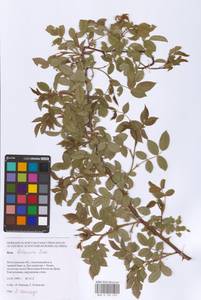 Rosa balsamica Besser, Eastern Europe, Lower Volga region (E9) (Russia)