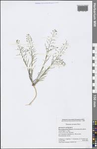 Thesium ramosum Hayne, Eastern Europe, Lower Volga region (E9) (Russia)