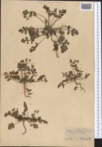 Erodium, Middle Asia, Karakum (M6) (Turkmenistan)