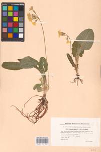 Primula elatior (L.) L., Western Europe (EUR) (Denmark)