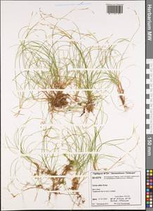 Carex alba Scop., Siberia, Central Siberia (S3) (Russia)
