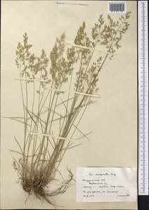 Poa glauca subsp. glauca, Middle Asia, Pamir & Pamiro-Alai (M2) (Tajikistan)