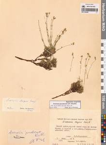 Eremogone jakutorum (A.P.Khokhr) N.S.Pavlova, Siberia, Yakutia (S5) (Russia)
