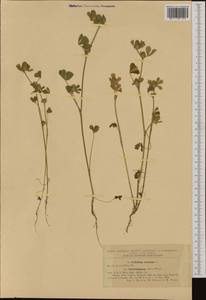 Trifolium striatum L., Western Europe (EUR) (Romania)