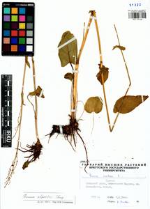 Rumex arifolius All., Siberia, Baikal & Transbaikal region (S4) (Russia)