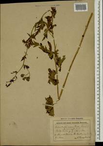 Aconitum variegatum subsp. nasutum (Fischer ex Rchb.) Götz, Caucasus, Azerbaijan (K6) (Azerbaijan)