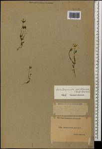 Lomatogonium carinthiacum (Wulfen) Rchb., Caucasus, Dagestan (K2) (Russia)