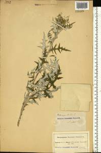Echinops ritro subsp. ruthenicus (M. Bieb.) Nyman, Eastern Europe, South Ukrainian region (E12) (Ukraine)