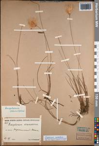 Eriophorum chamissonis C.A.Mey., Siberia, Baikal & Transbaikal region (S4) (Russia)