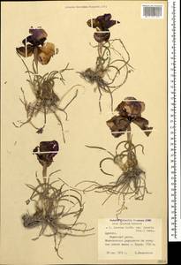 Iris iberica subsp. lycotis (Woronow) Takht., Caucasus, Armenia (K5) (Armenia)