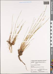 Juncus alpinoarticulatus subsp. rariflorus (Hartm.) Holub, Siberia, Central Siberia (S3) (Russia)