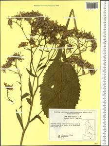 Aster tataricus L. fil., Siberia, Russian Far East (S6) (Russia)