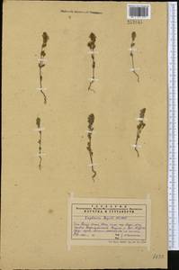 Euphrasia regelii, Middle Asia, Western Tian Shan & Karatau (M3) (Kazakhstan)