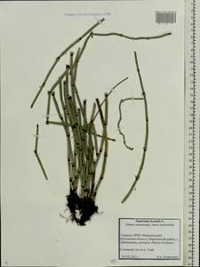 Equisetum hyemale L., Eastern Europe, North Ukrainian region (E11) (Ukraine)
