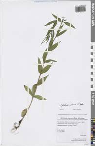 Epilobium collinum C. C. Gmel., Eastern Europe, Eastern region (E10) (Russia)