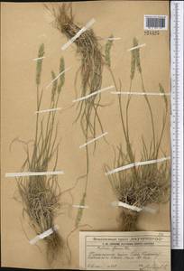 Koeleria pyramidata (Lam.) P.Beauv., Middle Asia, Western Tian Shan & Karatau (M3) (Kazakhstan)