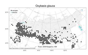 Oxybasis glauca (L.) S. Fuentes, Uotila & Borsch, Atlas of the Russian Flora (FLORUS) (Russia)