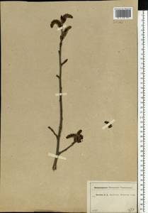 Populus tremula L., Eastern Europe, Moscow region (E4a) (Russia)