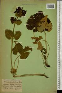 Betonica macrantha K.Koch, Caucasus, Azerbaijan (K6) (Azerbaijan)