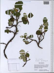 Salix reticulata L., Siberia, Chukotka & Kamchatka (S7) (Russia)