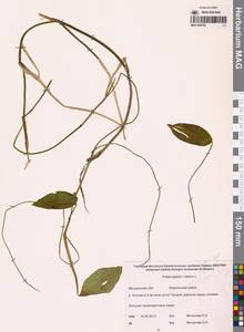Potamogeton natans L., Siberia, Chukotka & Kamchatka (S7) (Russia)